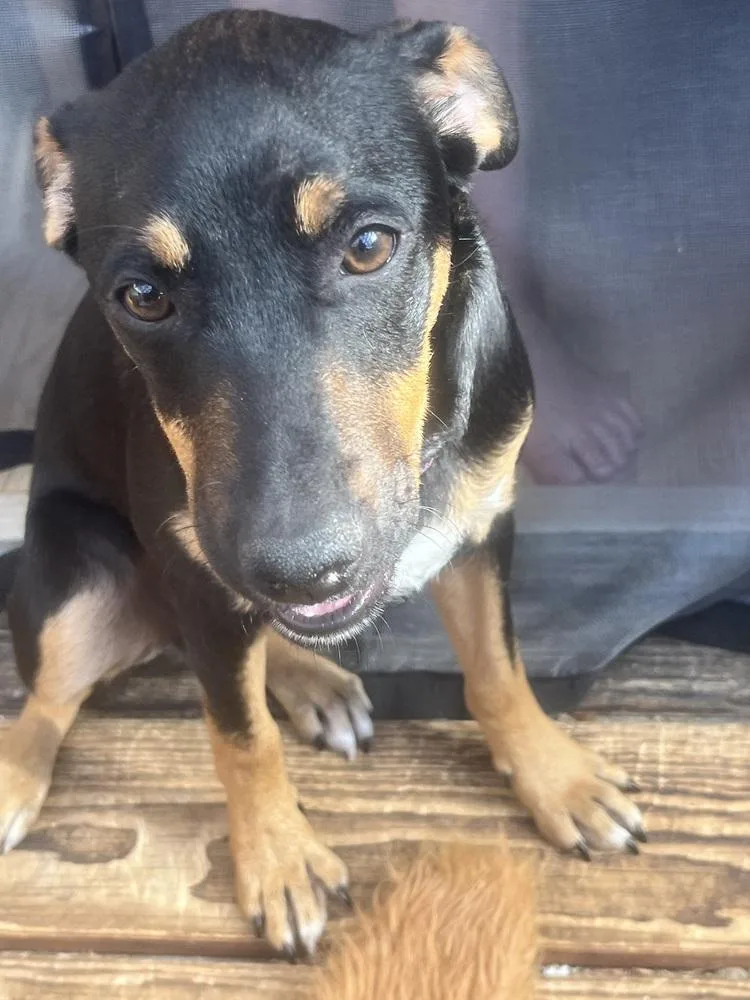 A baby medium-sized female Shepherd dog named Tilly for adoption in Thornton, CO