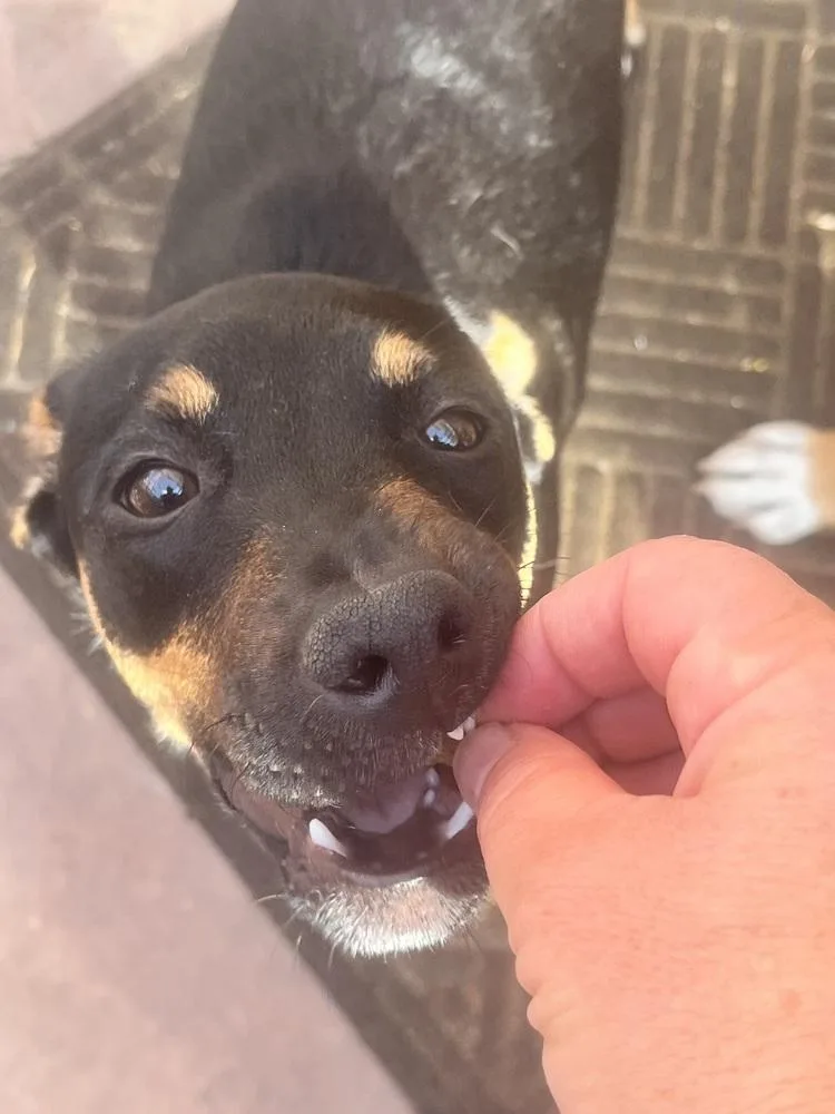 Tilly thumbnail 5