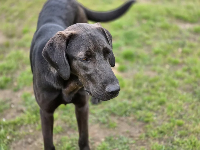 An adult large-sized male Coonhound dog named Tommy for adoption in Manchester, CT