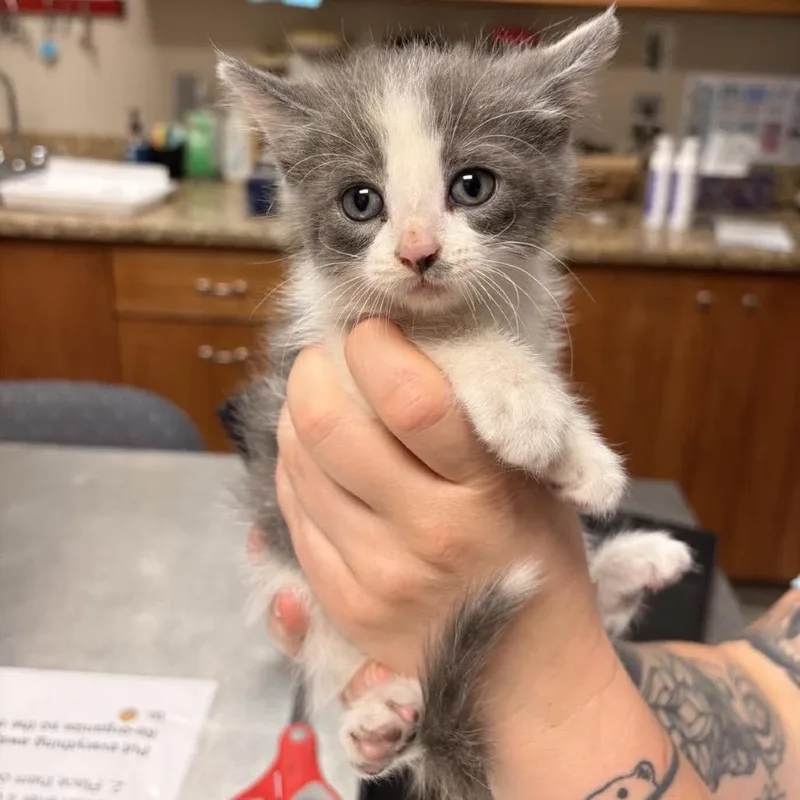 A baby small-sized female Calico Domestic Short Hair cat named Snaps for adoption in Norfolk, NE