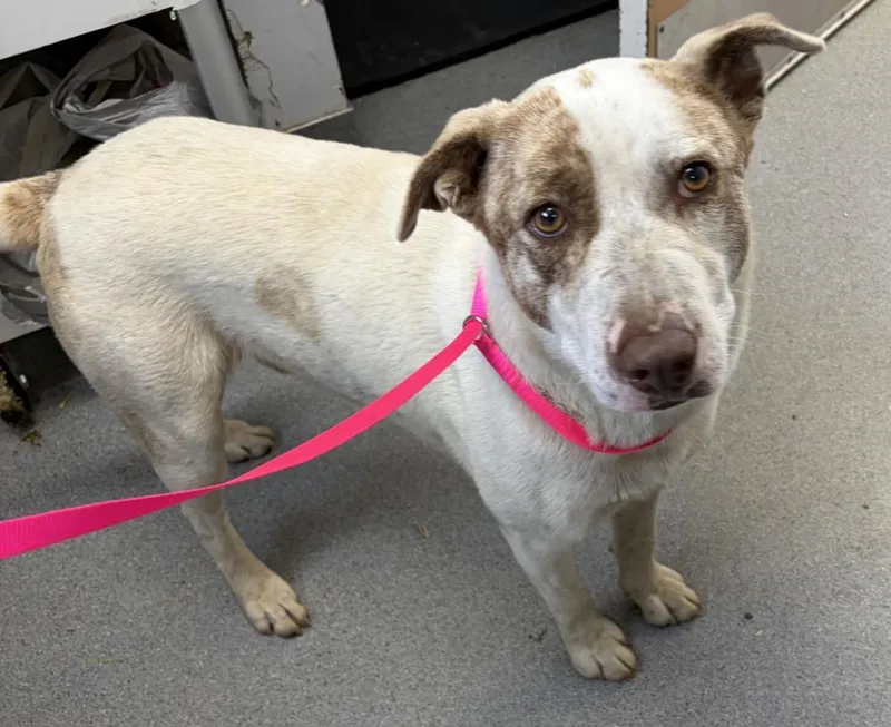 An adult large-sized male Labrador Retriever dog named A for adoption in Olivehurst, CA