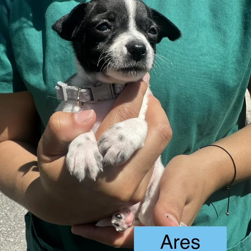 Ares thumbnail 2