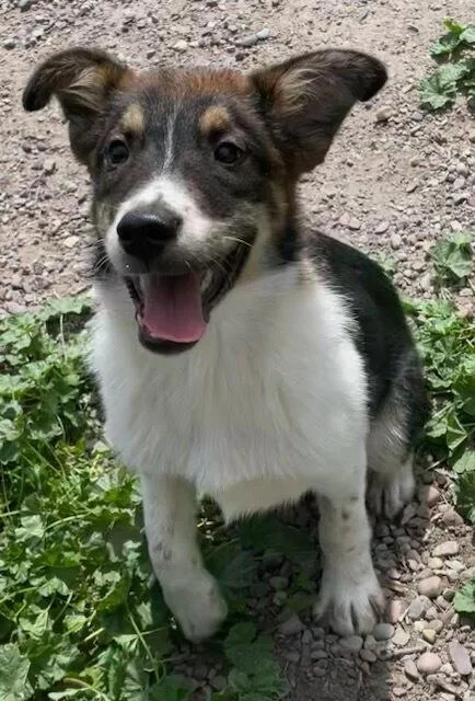 A baby medium-sized male Tricolor (Brown, Black, & White) Border Collie dog named Billie for adoption in Polson, MT