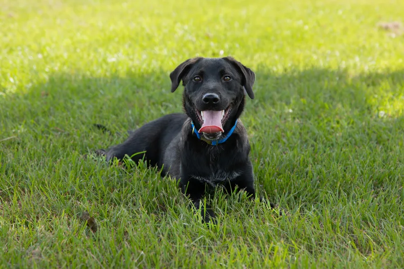 A baby medium-sized male Black Labrador Retriever dog named Zero for adoption in Houston, TX