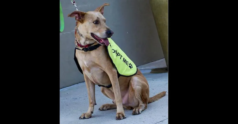 An adult medium-sized male Labrador Retriever dog named Manny for adoption in Dallas, TX