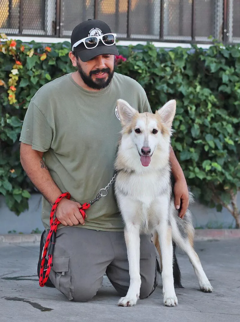 A young medium-sized female German Shepherd Dog dog named Sky von Selk for adoption in Los Angeles, CA