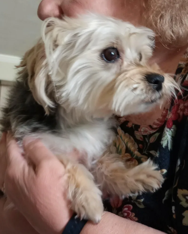 Bella thumbnail 3