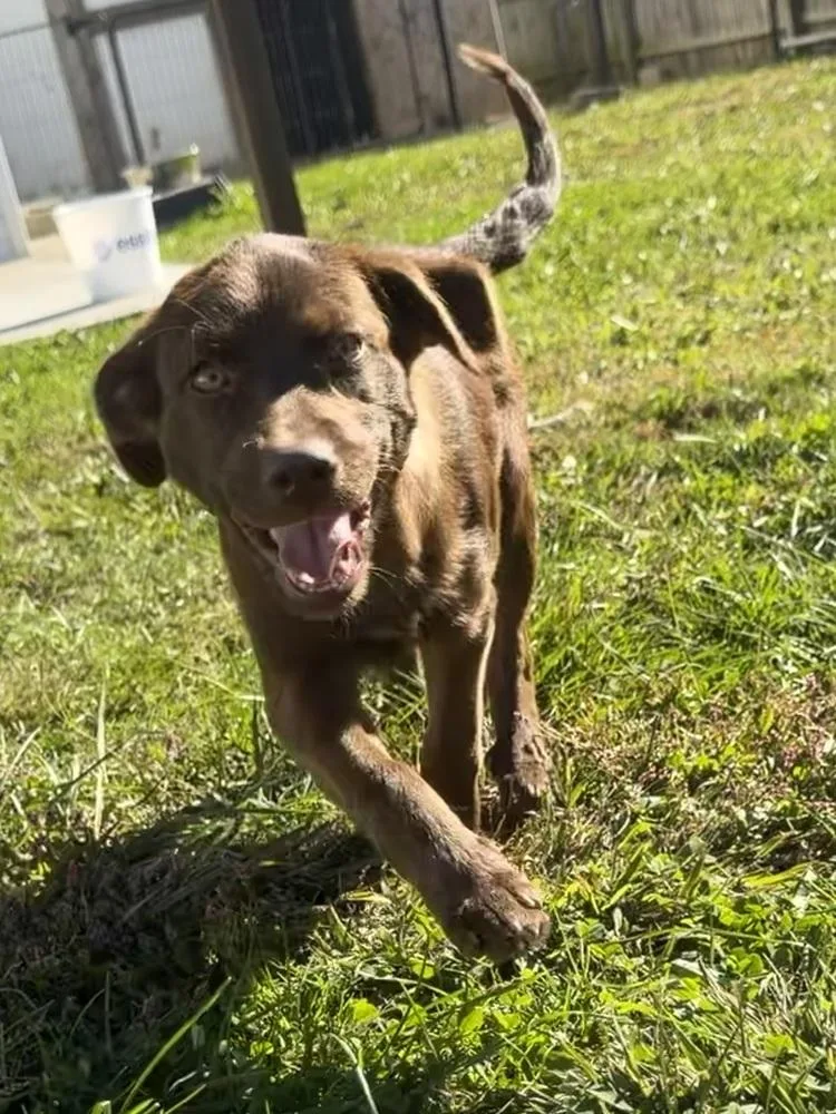 A baby medium-sized female Brown / Chocolate Labrador Retriever dog named Hawaii : Kailua for adoption in Aurora, IN