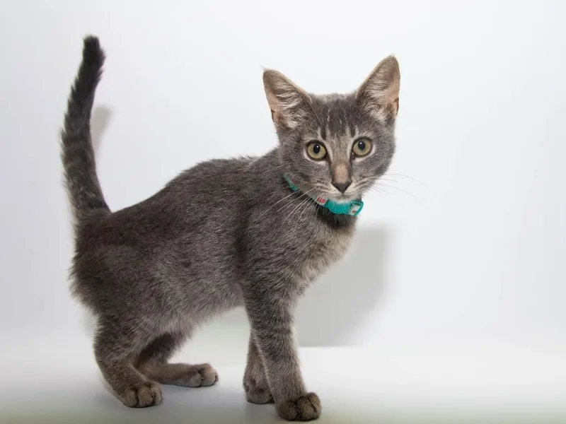 A baby medium-sized female Domestic Short Hair cat named Maddie for adoption in Lansing, KS