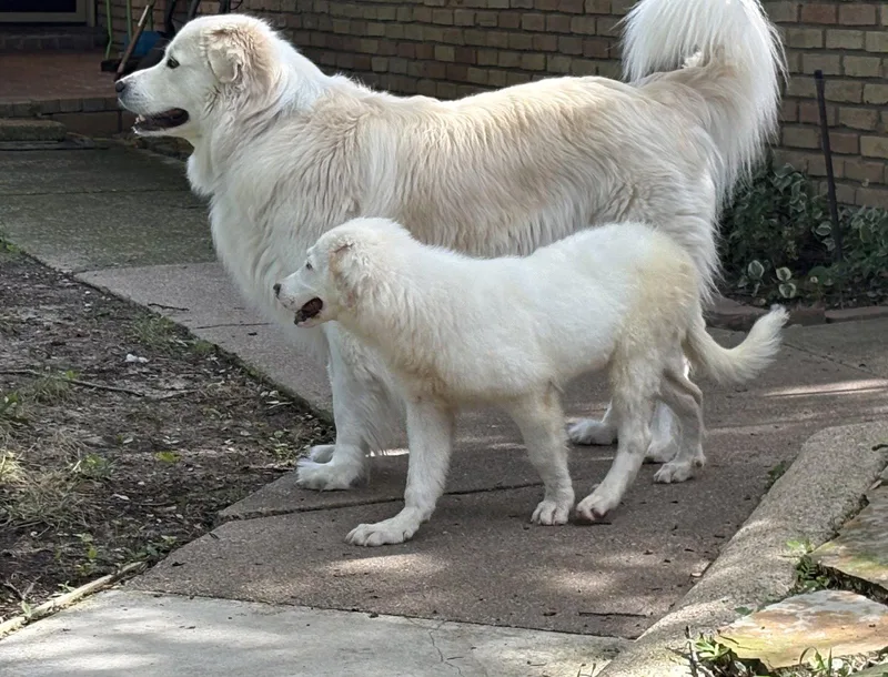 A young large-sized female Great Pyrenees dog named Josie for adoption in Garland, TX
