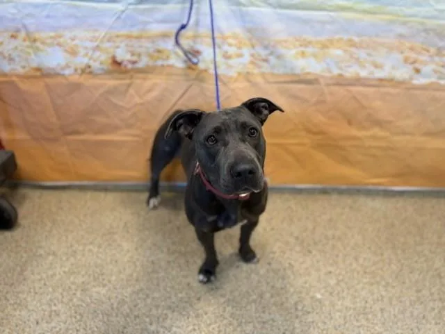 A young large-sized female Terrier dog named Layla for adoption in Miami, FL