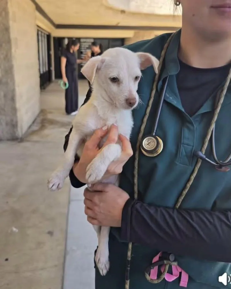 A baby small-sized male Chihuahua dog named Diego for adoption in Greenville, SC