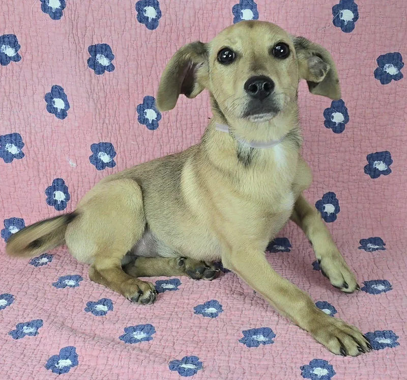 Flying Fox thumbnail 2