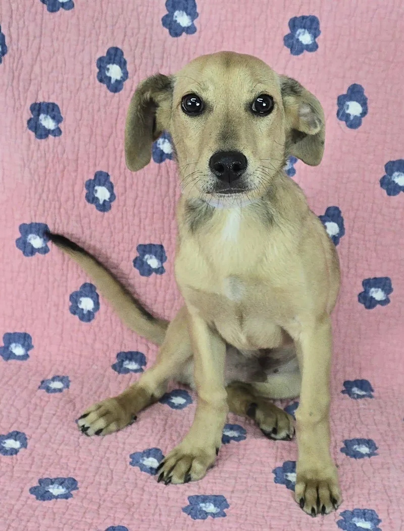 Flying Fox thumbnail 3