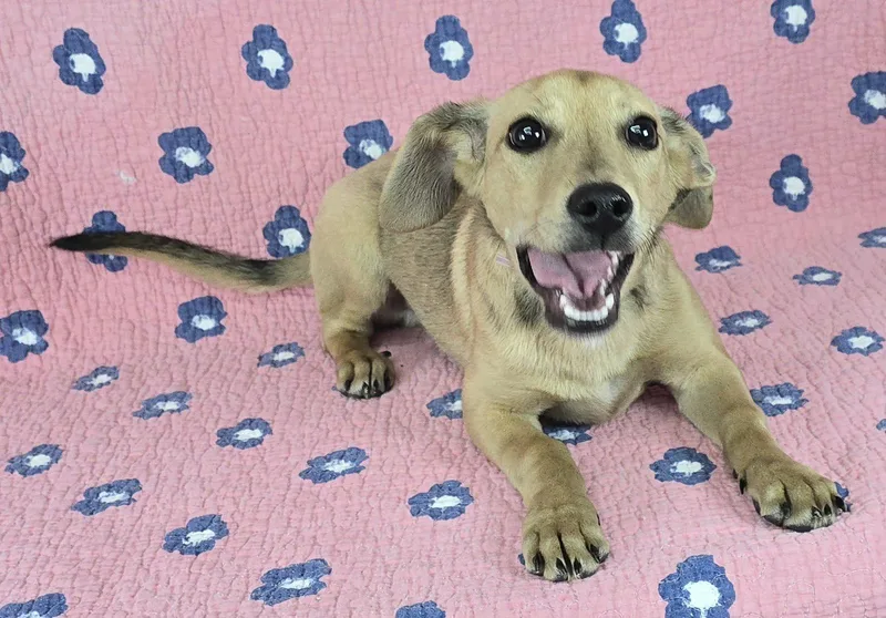 Flying Fox thumbnail 4