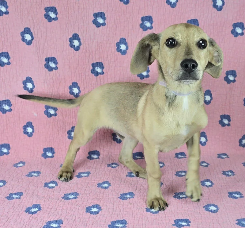 Flying Fox thumbnail 6