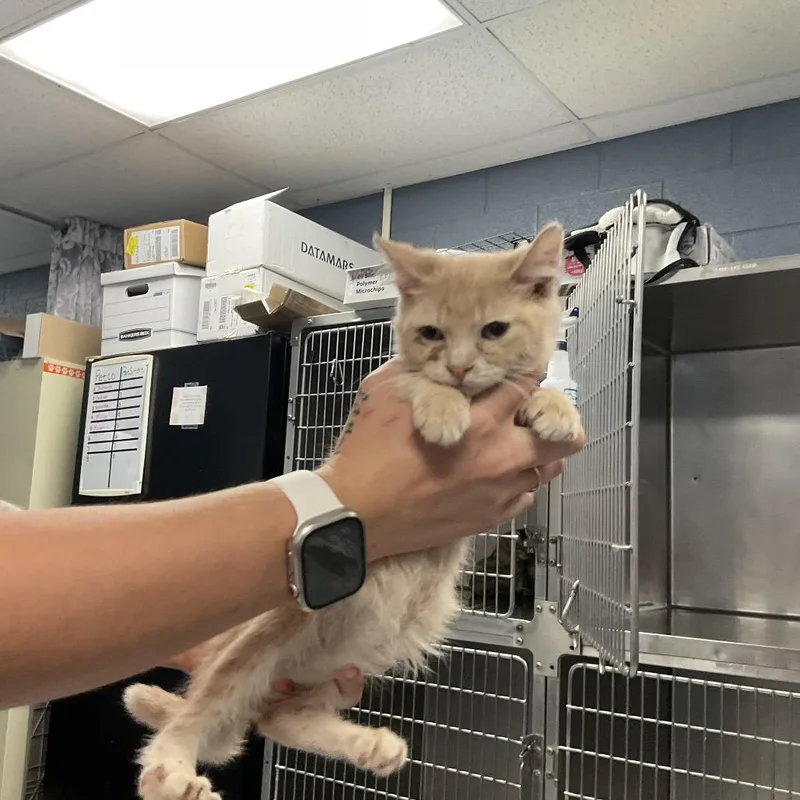 A baby small-sized male Orange / Red Domestic Short Hair cat named Frankie Rizzoli for adoption in St Joseph, MO
