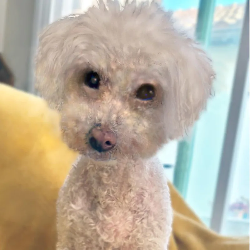 A senior small-sized male Maltese dog named Charli for adoption in Placentia, CA
