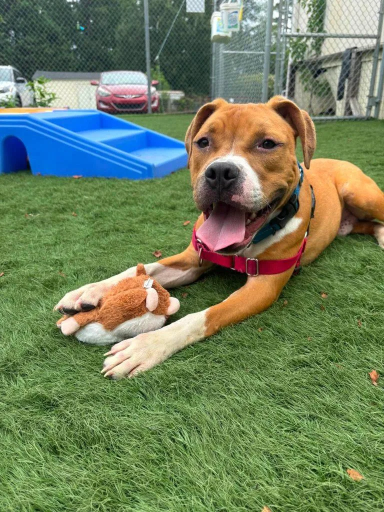 A young medium-sized male Mixed Breed dog named Fuji for adoption in Durham, NC
