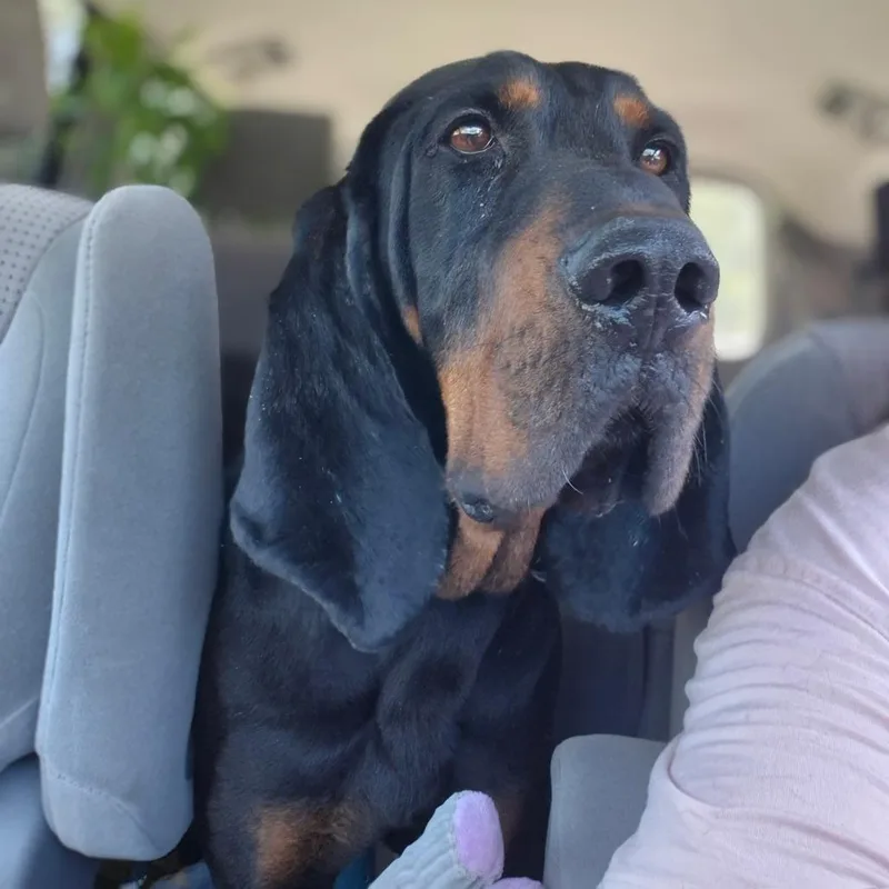 An adult large-sized male Black and Tan Coonhound dog named Luke for adoption in Chesapeake, VA