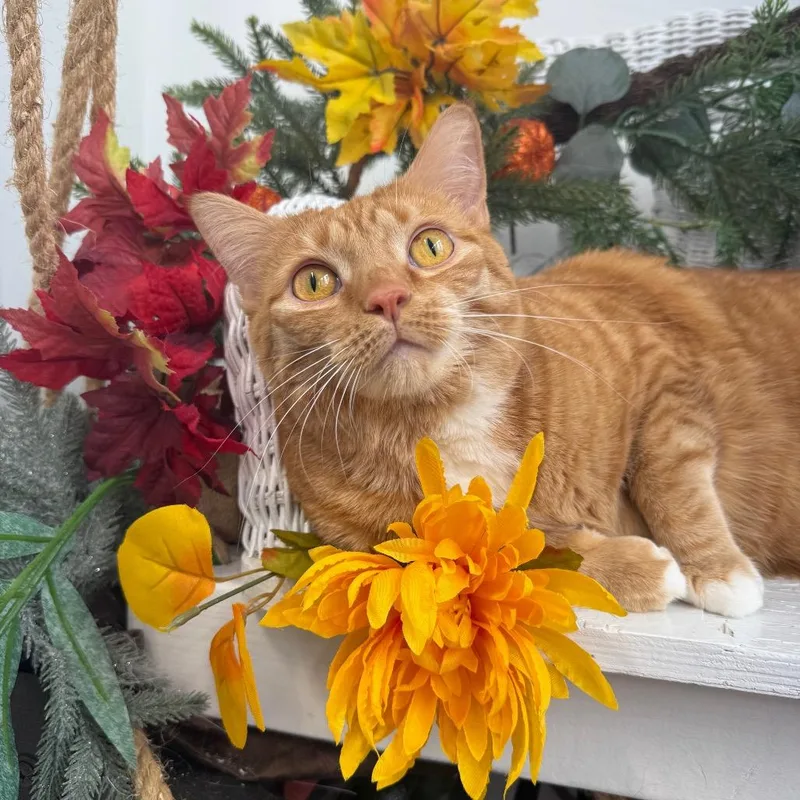 An adult extra large-sized female Domestic Short Hair cat named Carmen Crossings for adoption in Eaton Rapids, MI