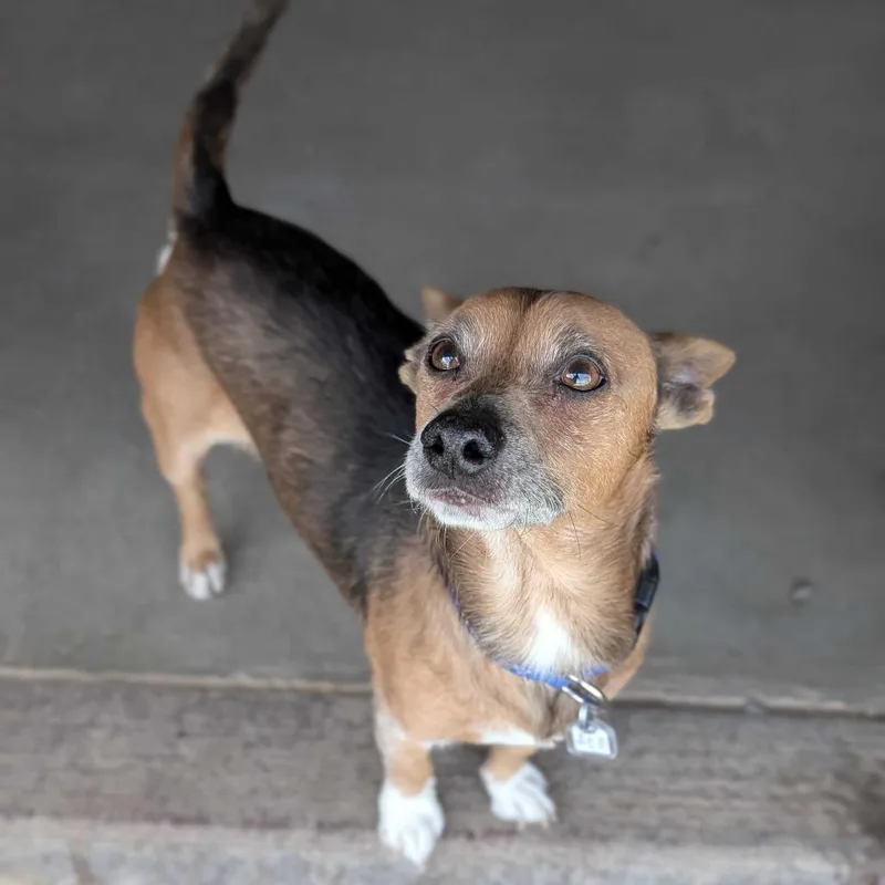 A senior small-sized male Chihuahua dog named Toby for adoption in Grand Junction, CO