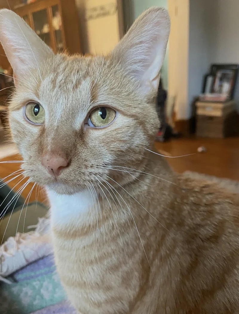 A young medium-sized male Tabby (Orange / Red) Domestic Short Hair cat named MrBojangles for adoption in Belvidere, IL