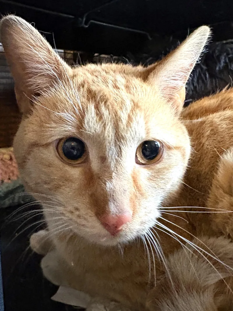 MrBojangles thumbnail 3