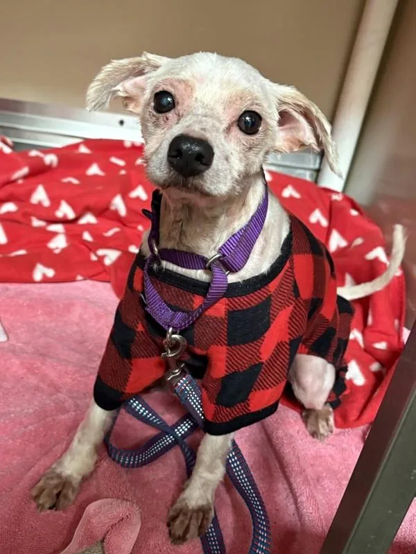 An adult small-sized male Terrier dog named Willow for adoption in Oceanside, CA