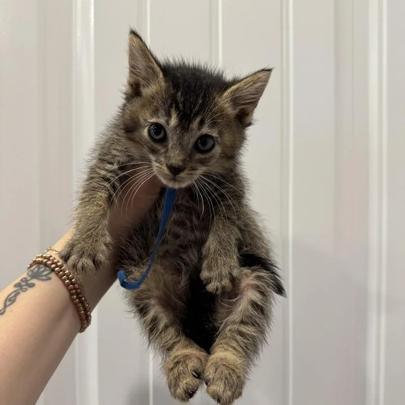 A baby medium-sized male Tabby (Brown / Chocolate) Domestic Short Hair cat named Cartier for adoption in Chattanooga, TN