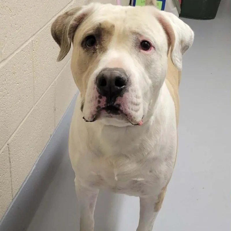 An adult extra large-sized male Yellow / Tan / Blond / Fawn American Bulldog dog named Whopper for adoption in Concord, NC