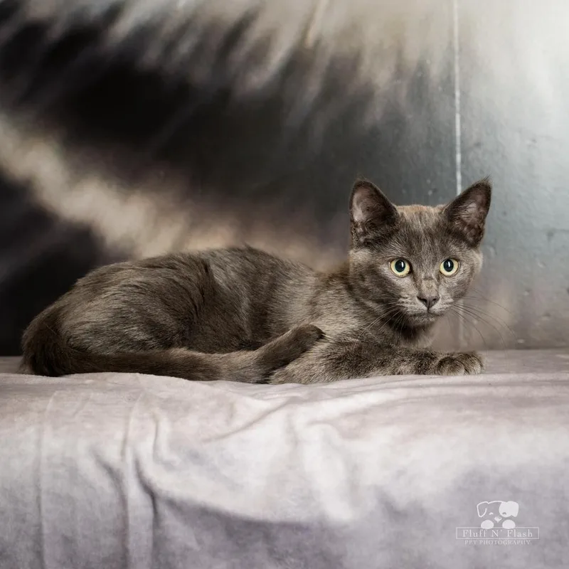 A baby small-sized male Russian Blue cat named Cirrus for adoption in Calimesa, CA