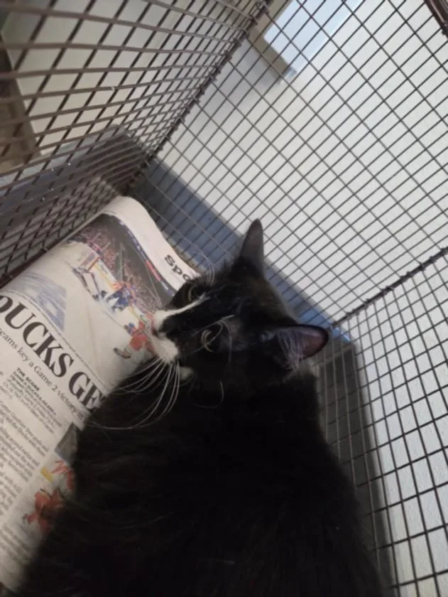 A young medium-sized female Domestic Short Hair cat named Susu for adoption in Van Nuys, CA