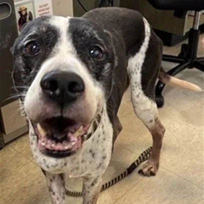 An adult medium-sized male German Shorthaired Pointer dog named Jeremiah A for adoption in Plano, TX