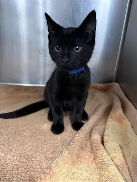 A baby small-sized male Domestic Short Hair cat named Coke for adoption in Upper Marlboro, MD