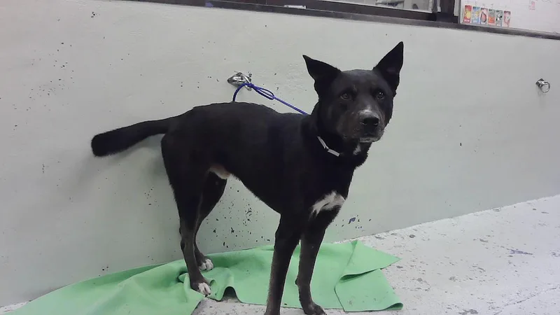 An adult large-sized male Husky dog named Mantis for adoption in Houston, TX