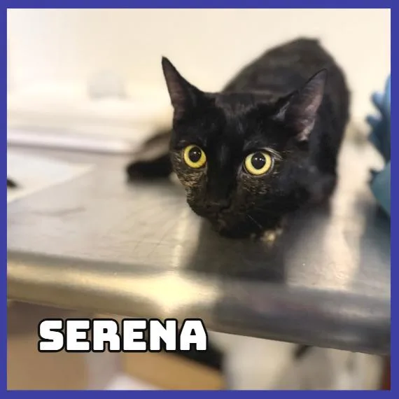 An adult medium-sized female Black Domestic Short Hair cat named Serena for adoption in Glenwood, MN