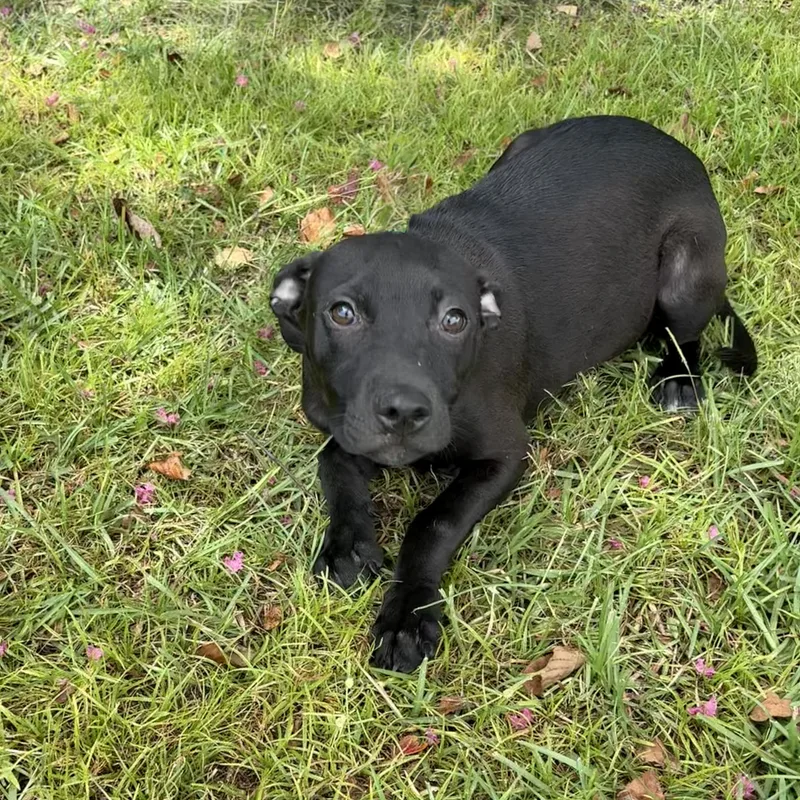 A baby medium-sized female Black Pit Bull Terrier dog named Dakota for adoption in Valdosta, GA