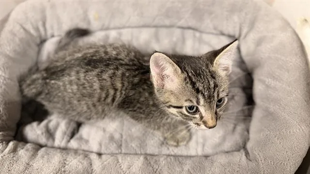 A baby small-sized male Domestic Short Hair cat named A for adoption in Modesto, CA