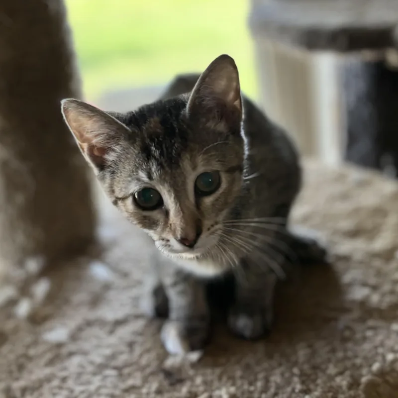 A baby small-sized female Tabby (Buff / Tan / Fawn) Domestic Short Hair cat named Idaho for adoption in Bentonville, AR