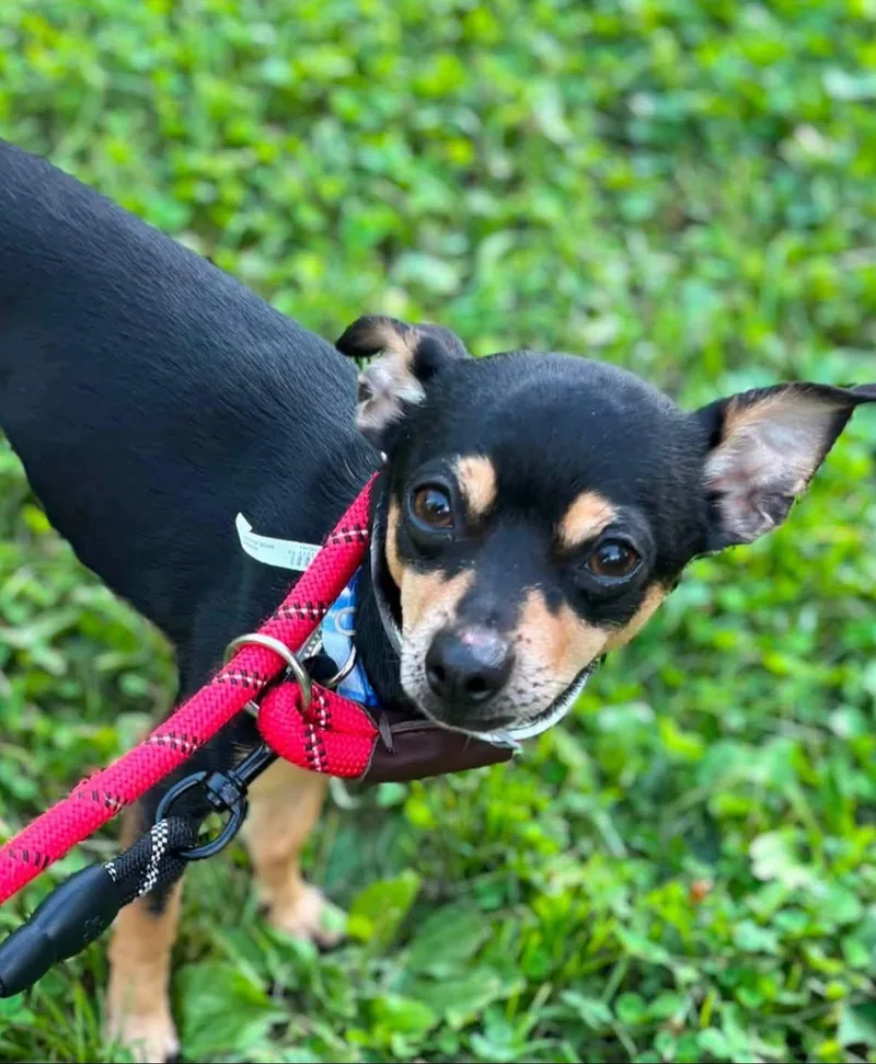 An adult small-sized male Bicolor Miniature Pinscher dog named Eddy for adoption in Warren, OH