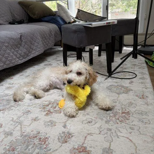 A young small-sized male Bicolor Bernedoodle dog named Charlie The Dood for adoption in Verona, NJ