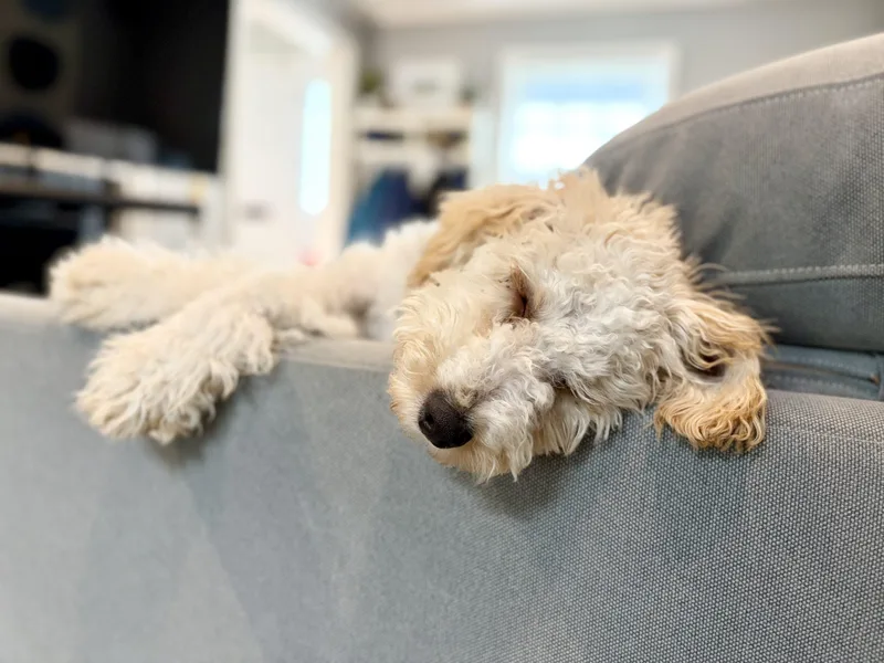 Charlie The Dood thumbnail 2