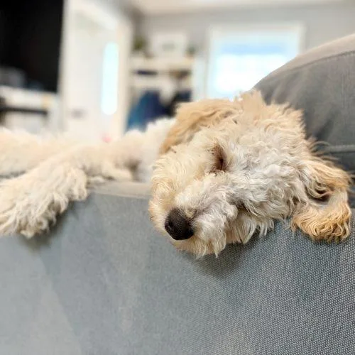 Charlie The Dood thumbnail 3