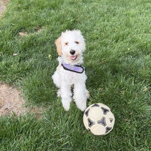 Charlie The Dood thumbnail 4
