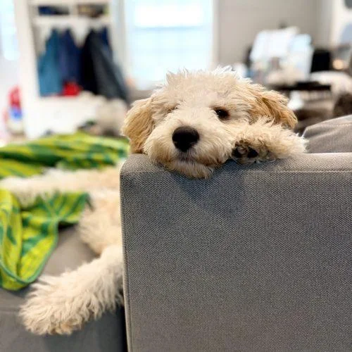 Charlie The Dood thumbnail 5