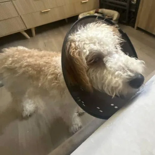 Charlie The Dood thumbnail 6