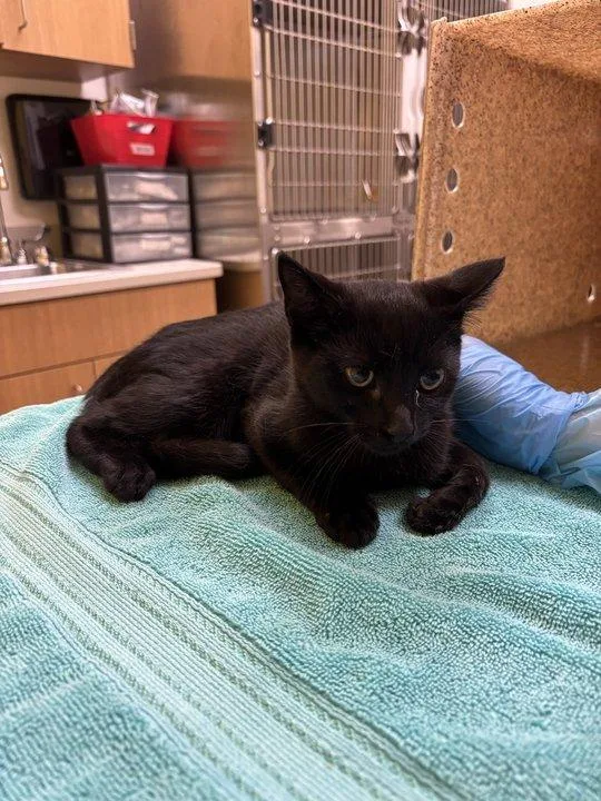 A baby small-sized male Black Domestic Short Hair cat named Ren for adoption in Raleigh, NC