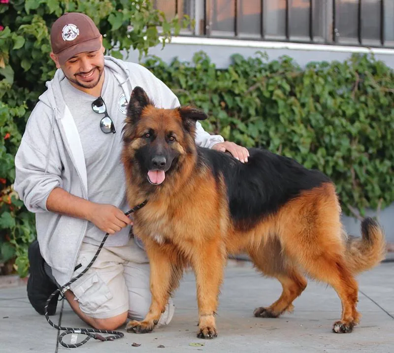 A young large-sized male Black German Shepherd Dog dog named Duffy Von Ducherow for adoption in Los Angeles, CA
