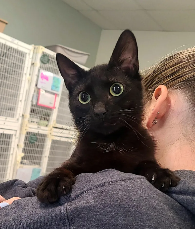 A baby medium-sized male Black Domestic Short Hair cat named Risk for adoption in Kirkland, WA
